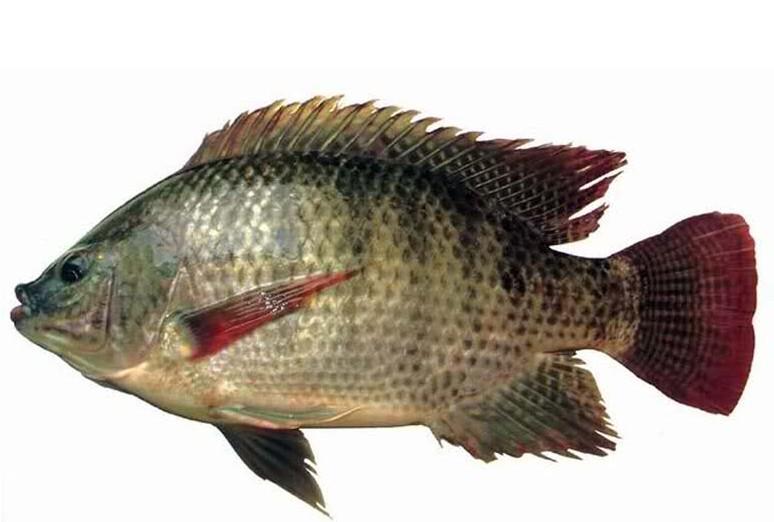 International demand for tilapia steady GLOBEFISH Food and